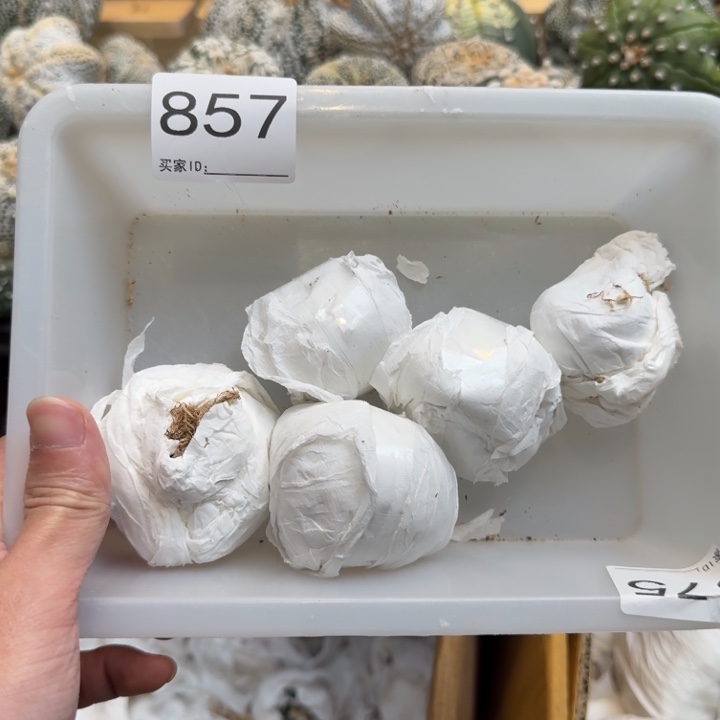 兜星球仙人球857号