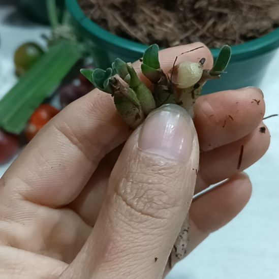 用***0无花朵特色花卉君子兰小苗君