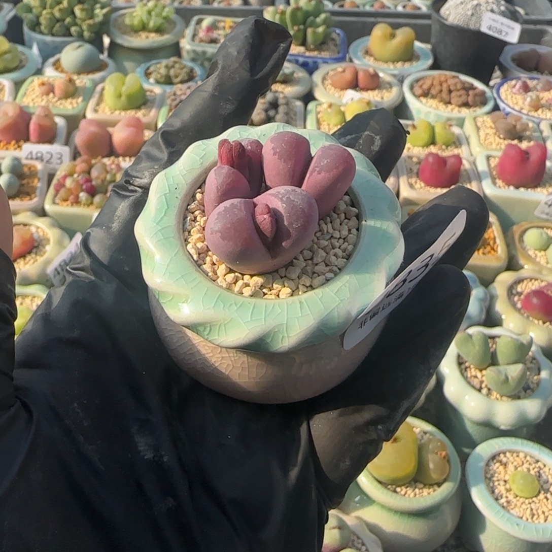 4835--一物一拍 带盆