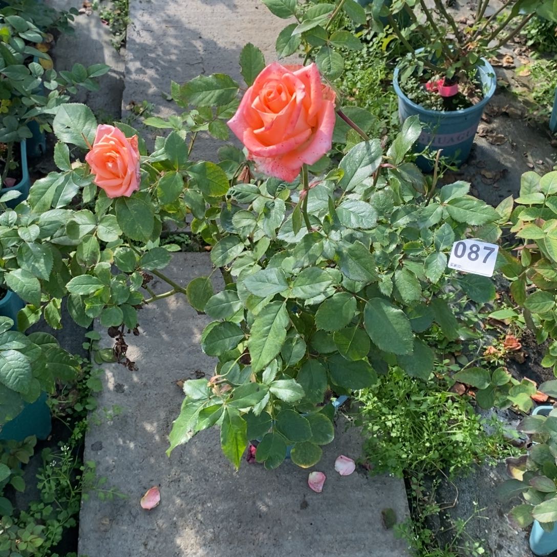 完全开放087厄瓜多尔凯莉原盆