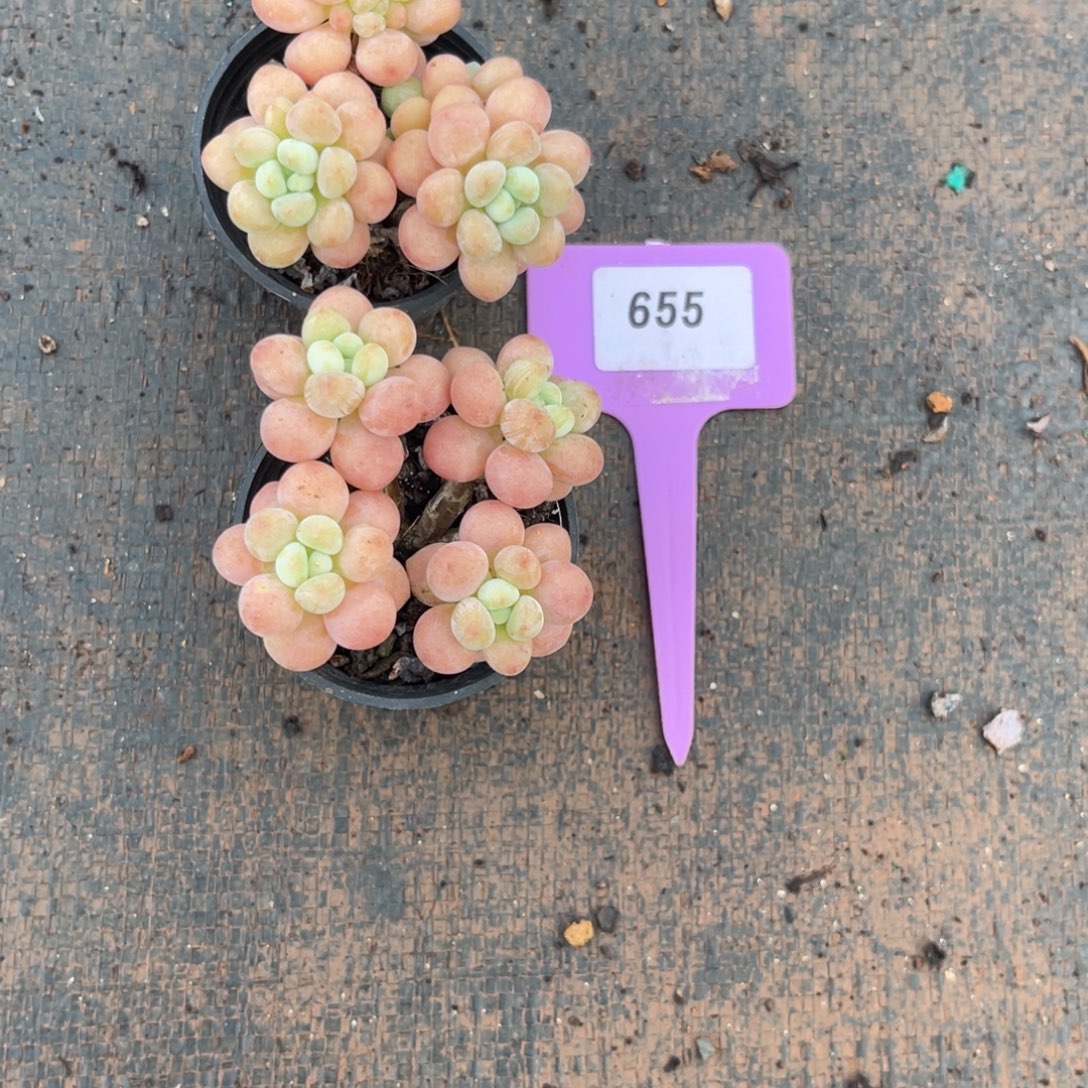 云尘多肉一物一拍655