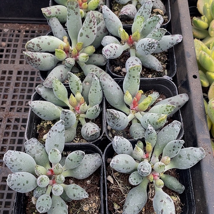 大海豹带盆土发货