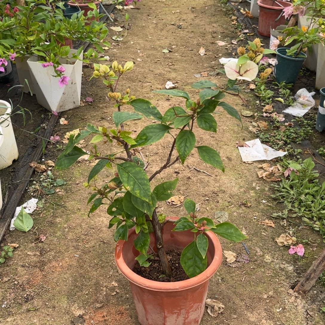 完全开放三角梅章红樱盆苗