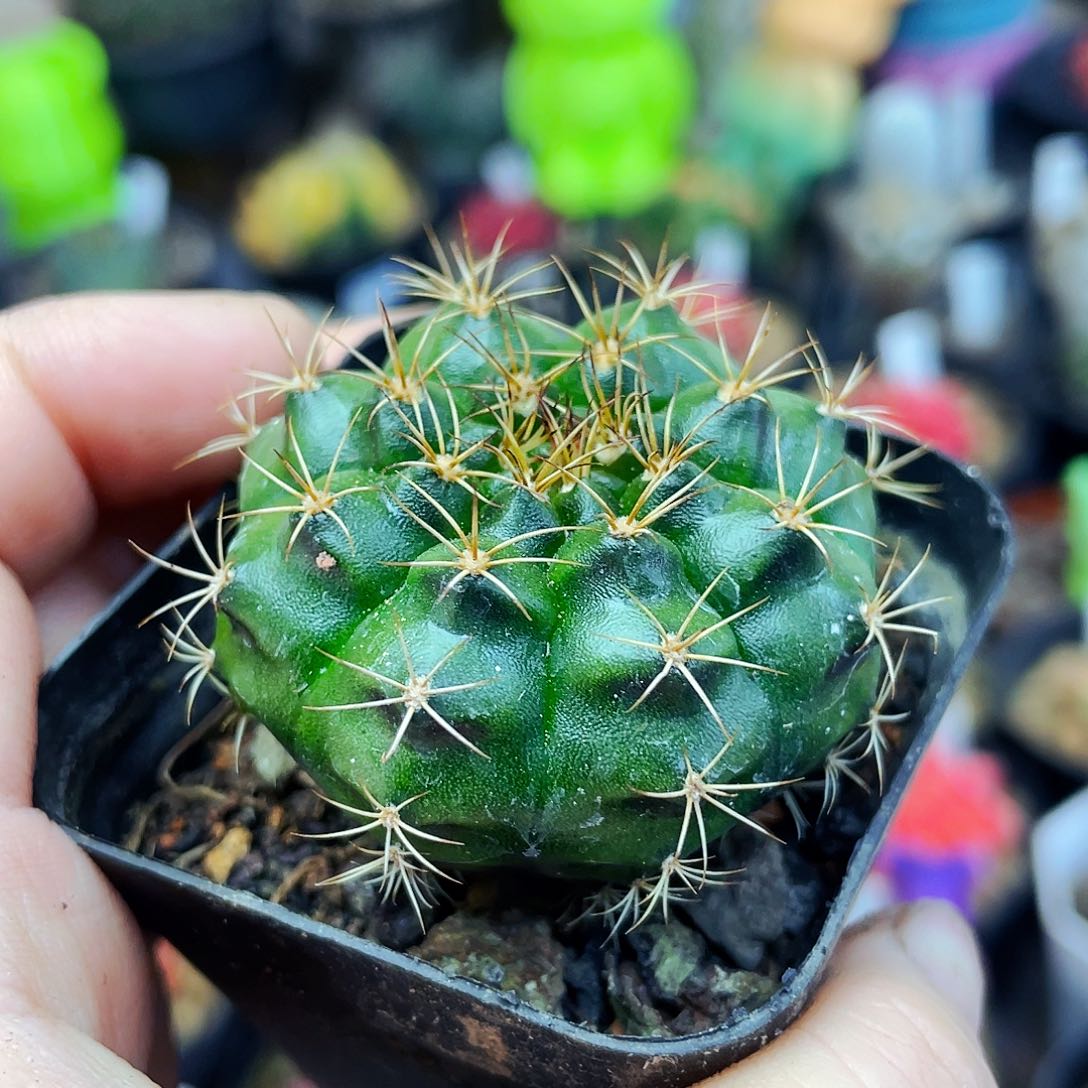 花环非偏远地区满25包邮仙人球