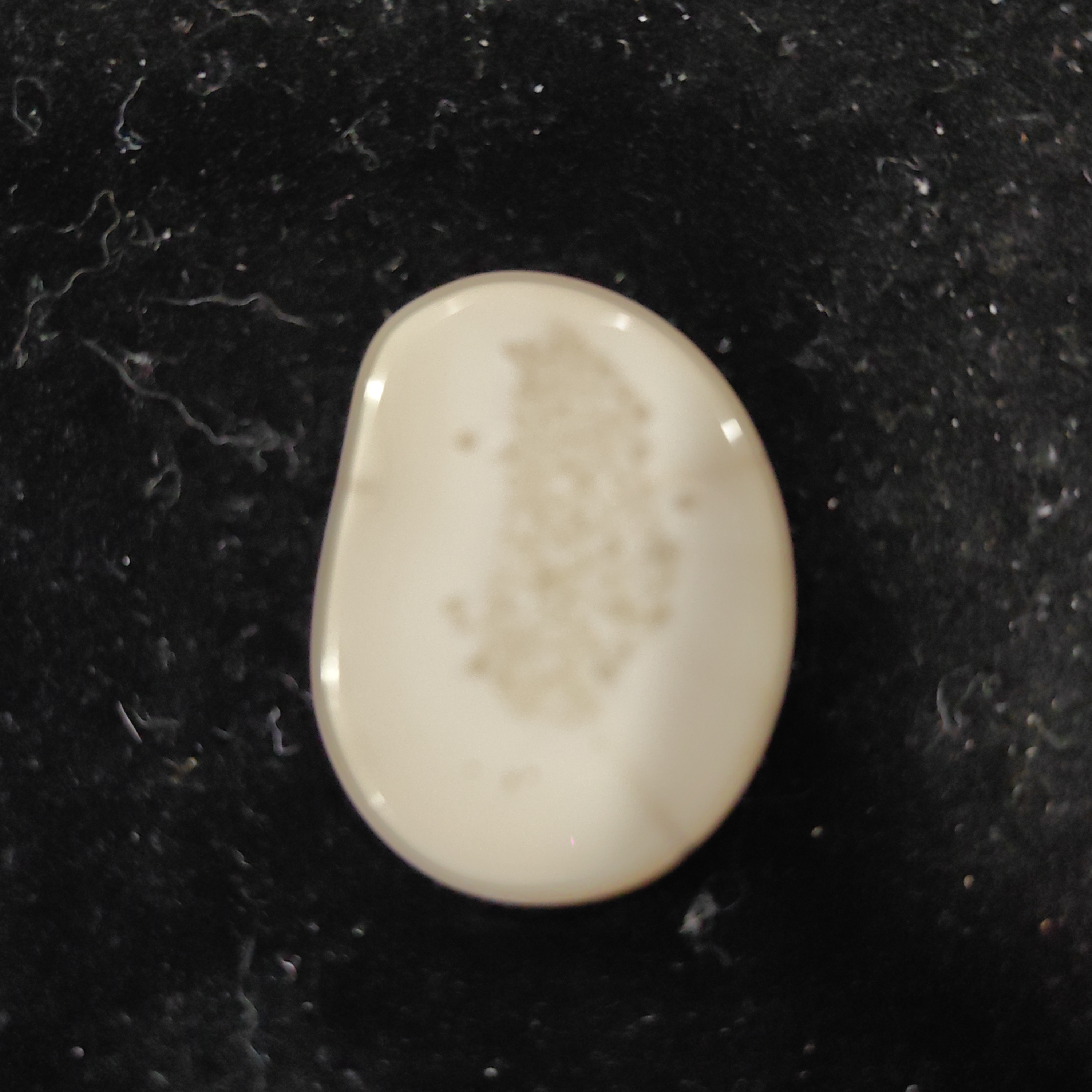 猛犸猛犸虬饼子WT682