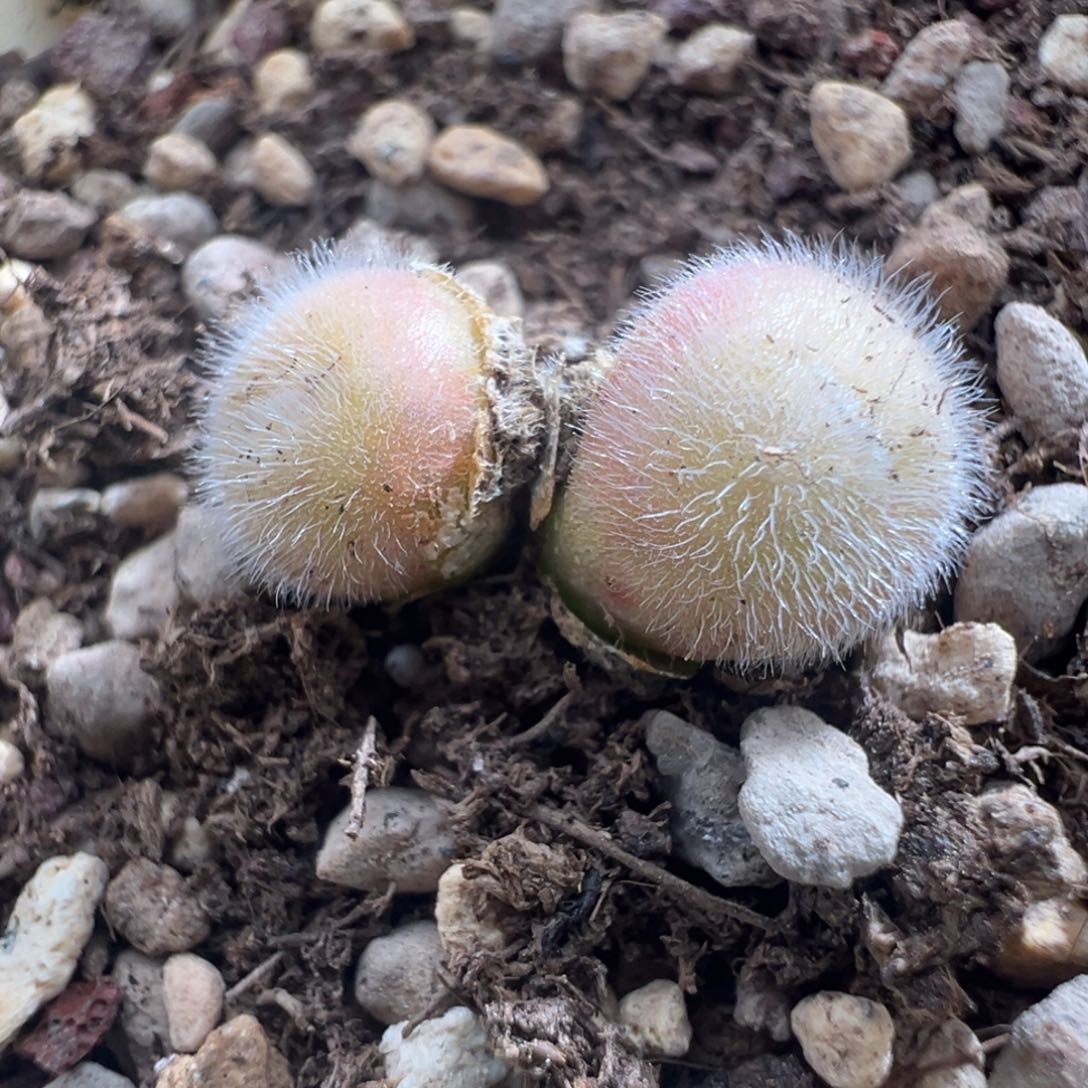 960优选毛球双头一颗