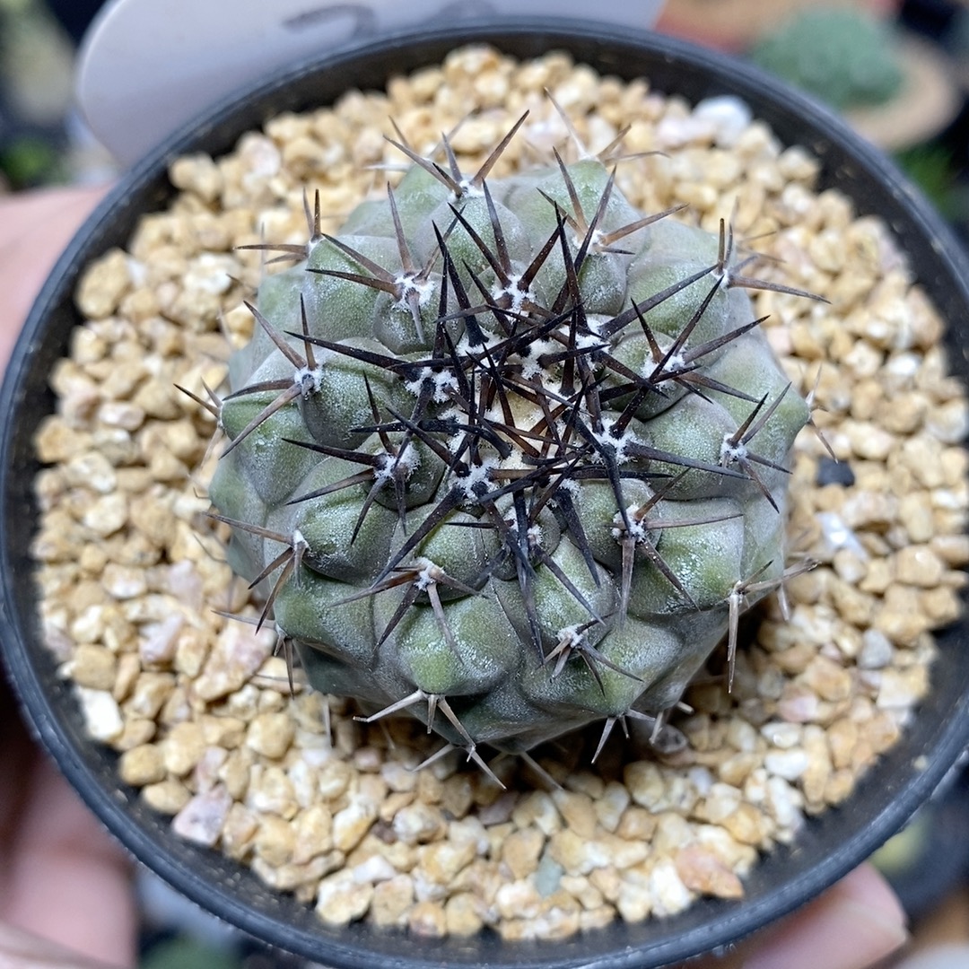 30号实生黑王丸4.2cm