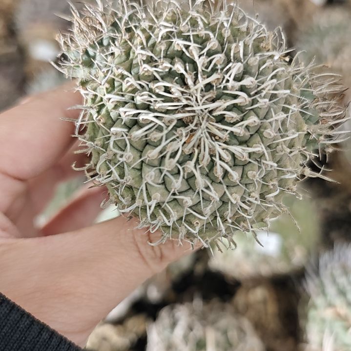 一物一拍，25号欧输老家娇丽！