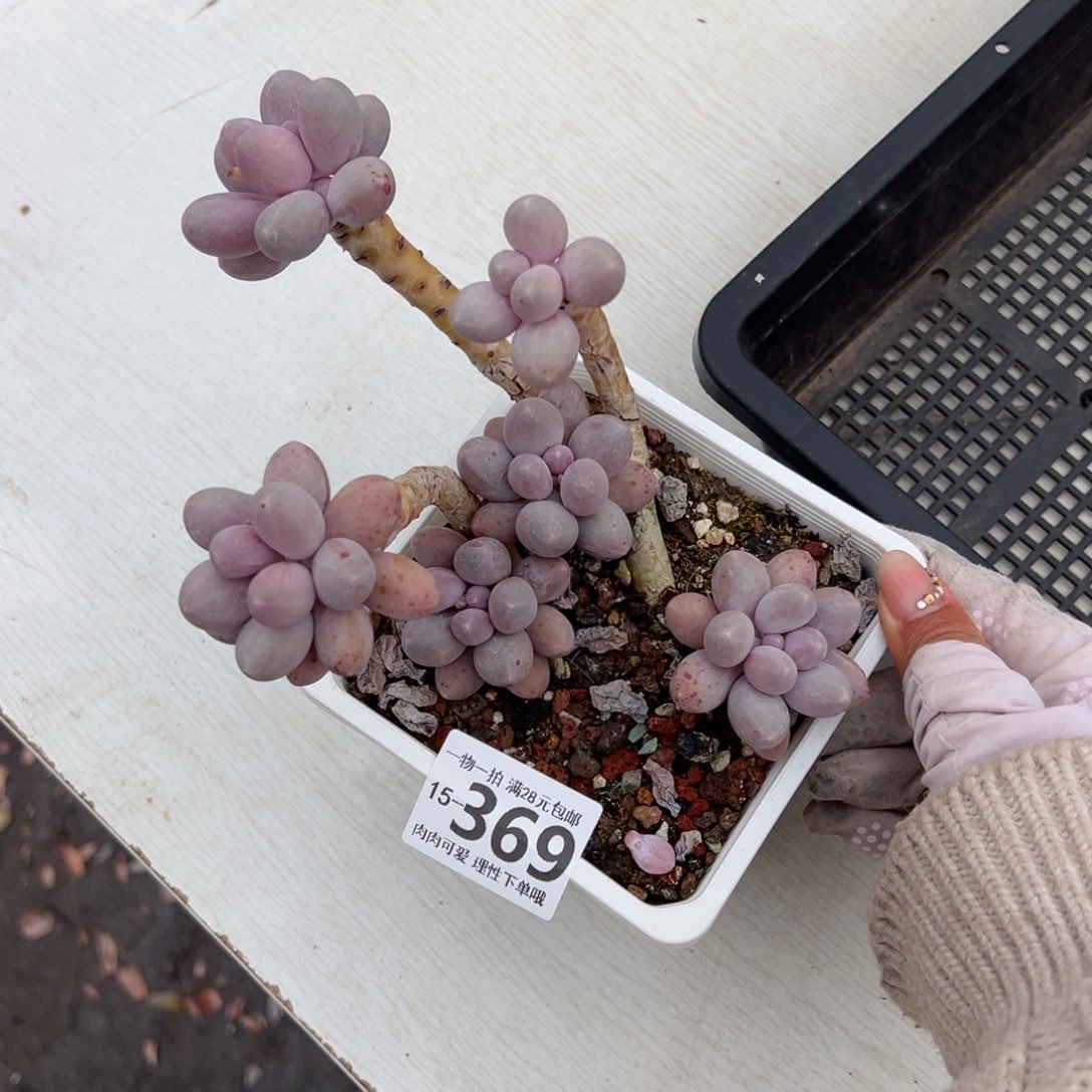 汤圆多肉多肉多肉多肉