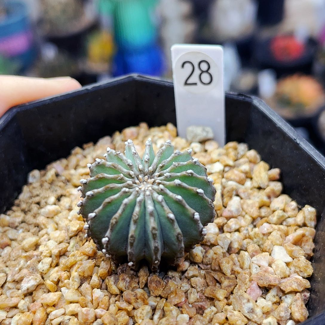 非偏远地区满25包邮仙人球