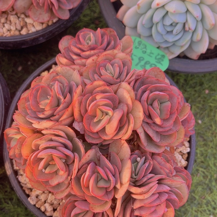 健健康康平平安安