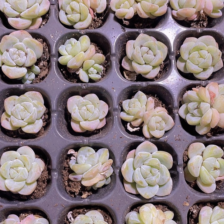 4精品冰玉2颗一组