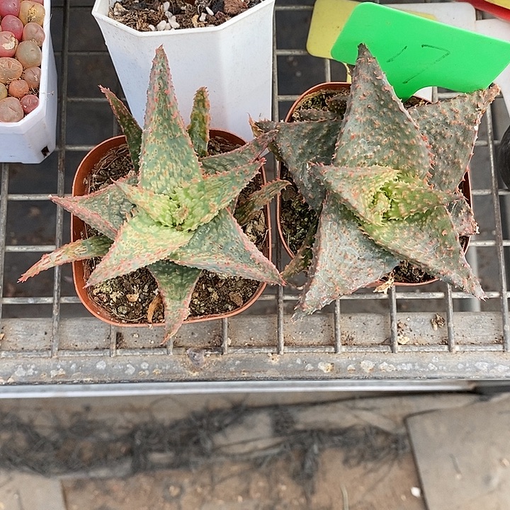 果***果开播前的一天晚上我就在