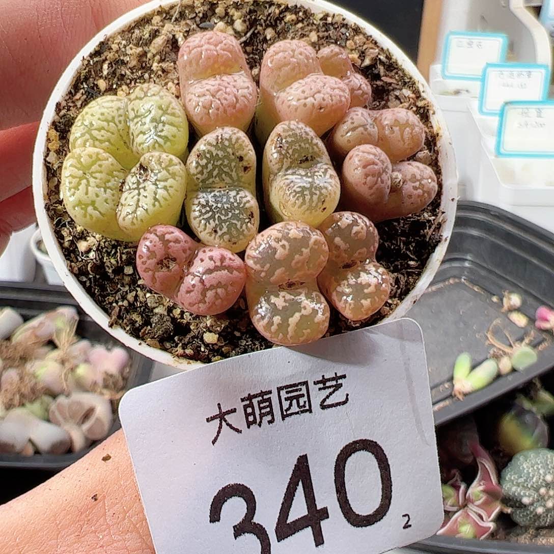 0000340 肉锥一物一拍……