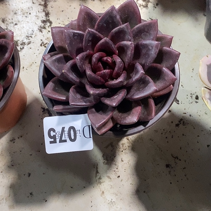 是***呀075丰沛玫瑰多肉植物