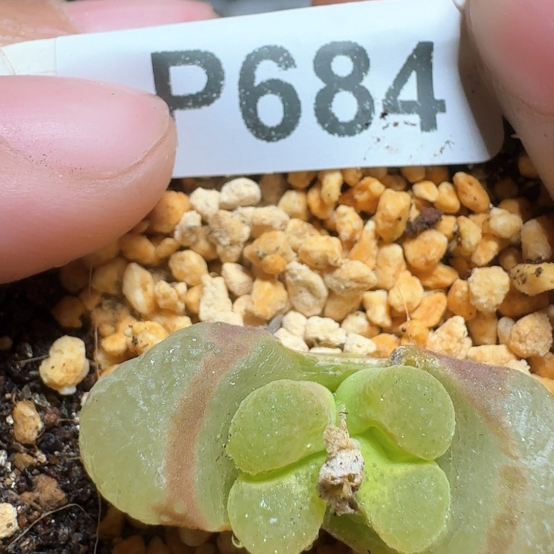 684盒多肉植物哇f