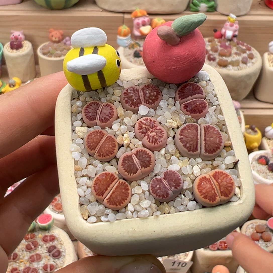 多肉植物126号红窗菊