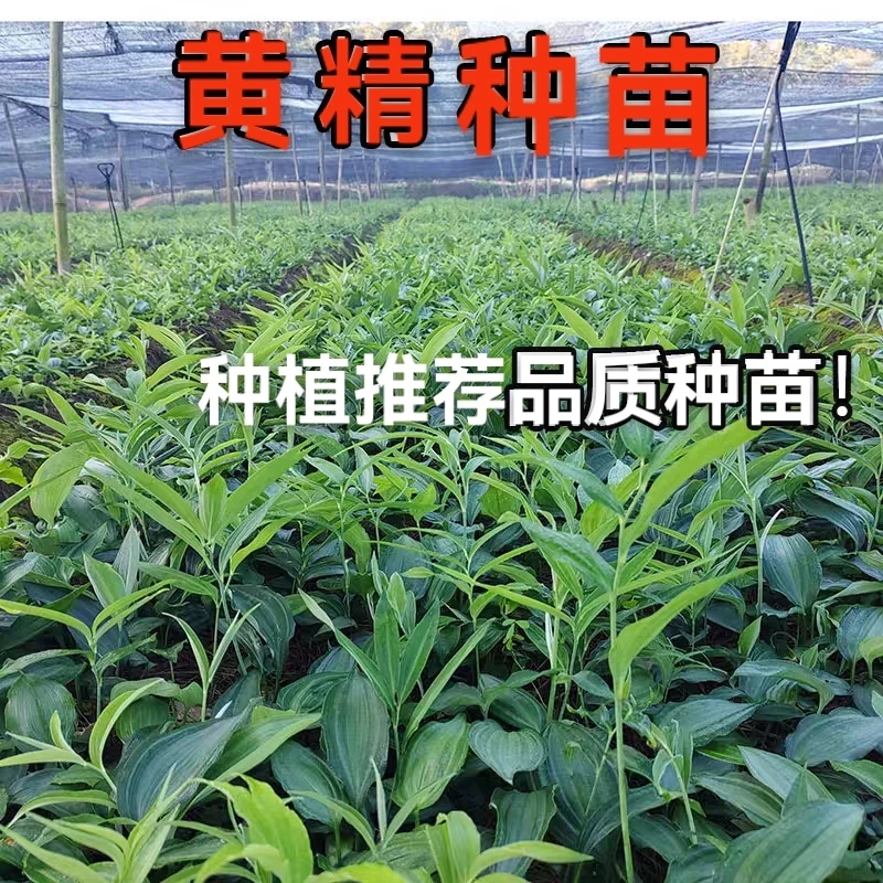 优质黄精种苗高杆大黄精品种倒苗多花姜形黄精种植苗