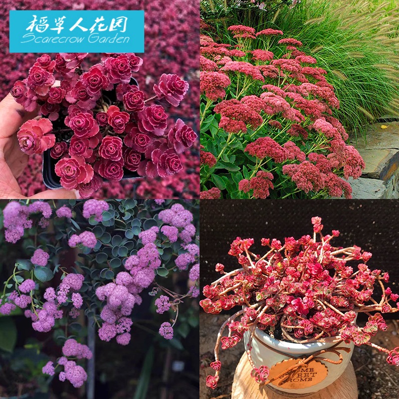 胭脂红景天小球玫瑰锦圆扇八宝景天阳台庭院花境耐寒地被多肉植物