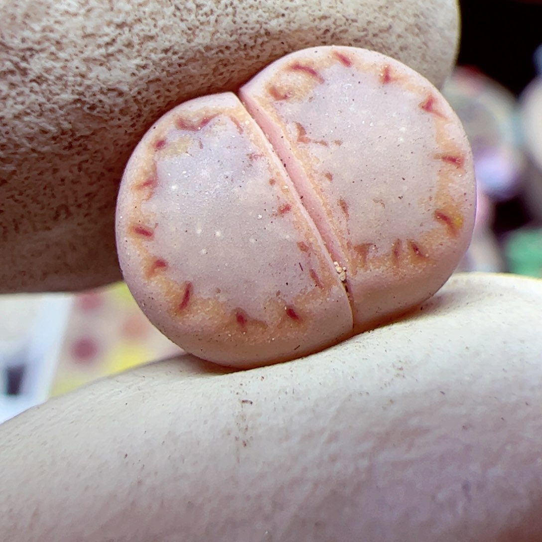 115 优秀的肉肉68