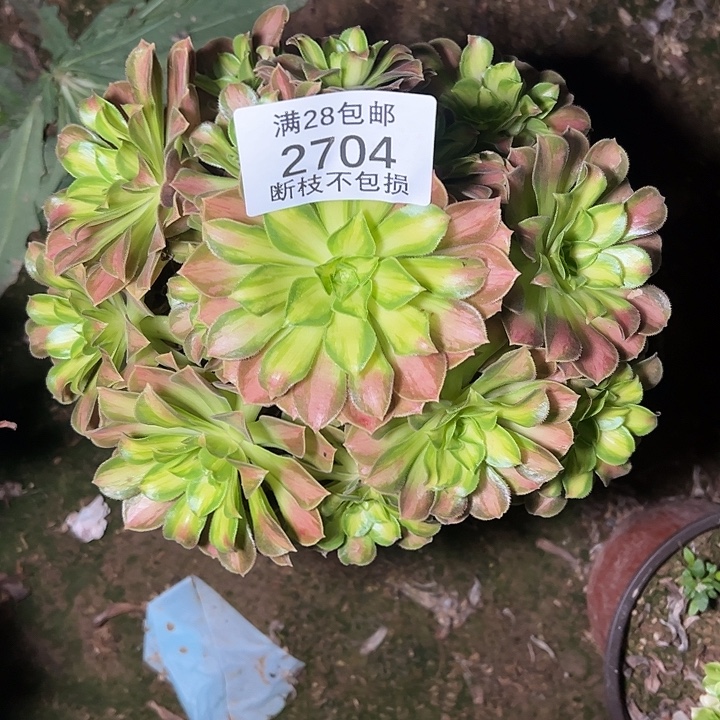 2704韶华多肉植物