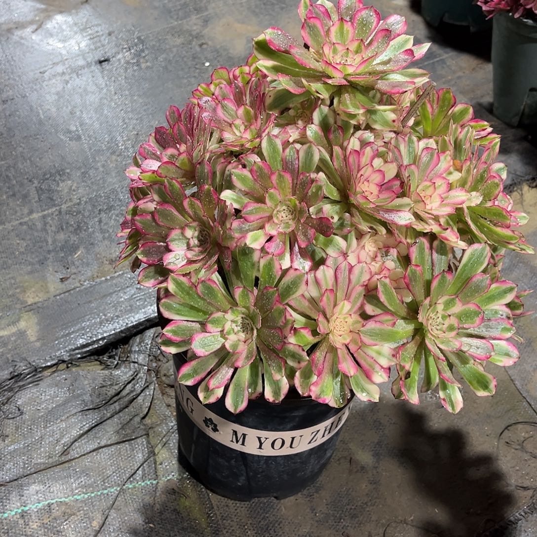 红铜壶白漂亮漂亮