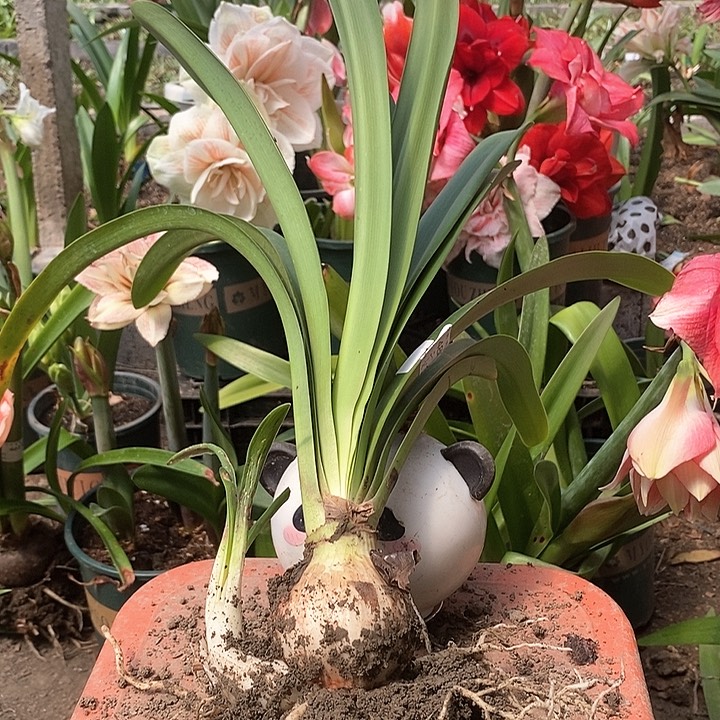 安吉拉6厘米带侧488号