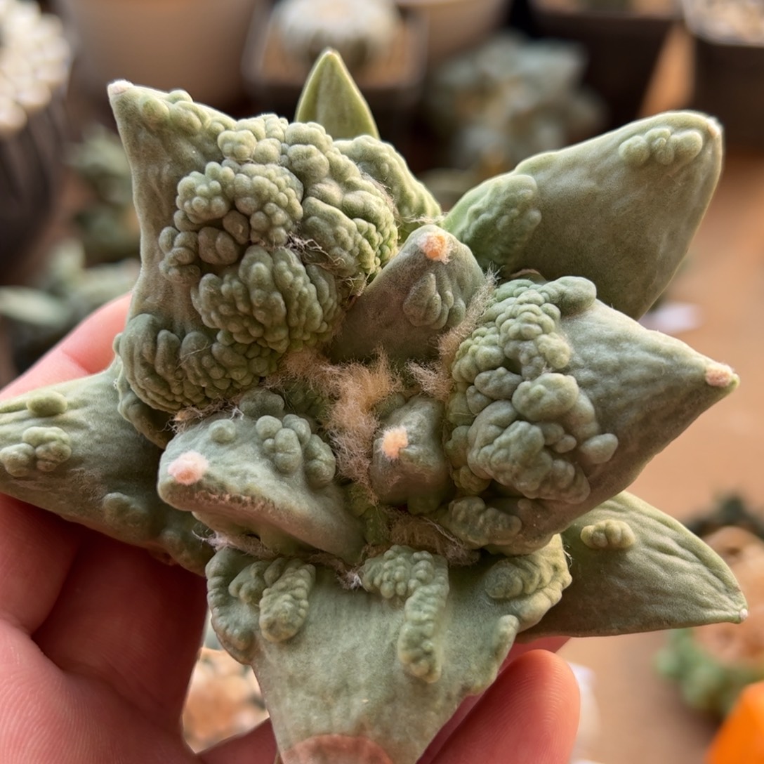 无花朵008实生怒涛10cm