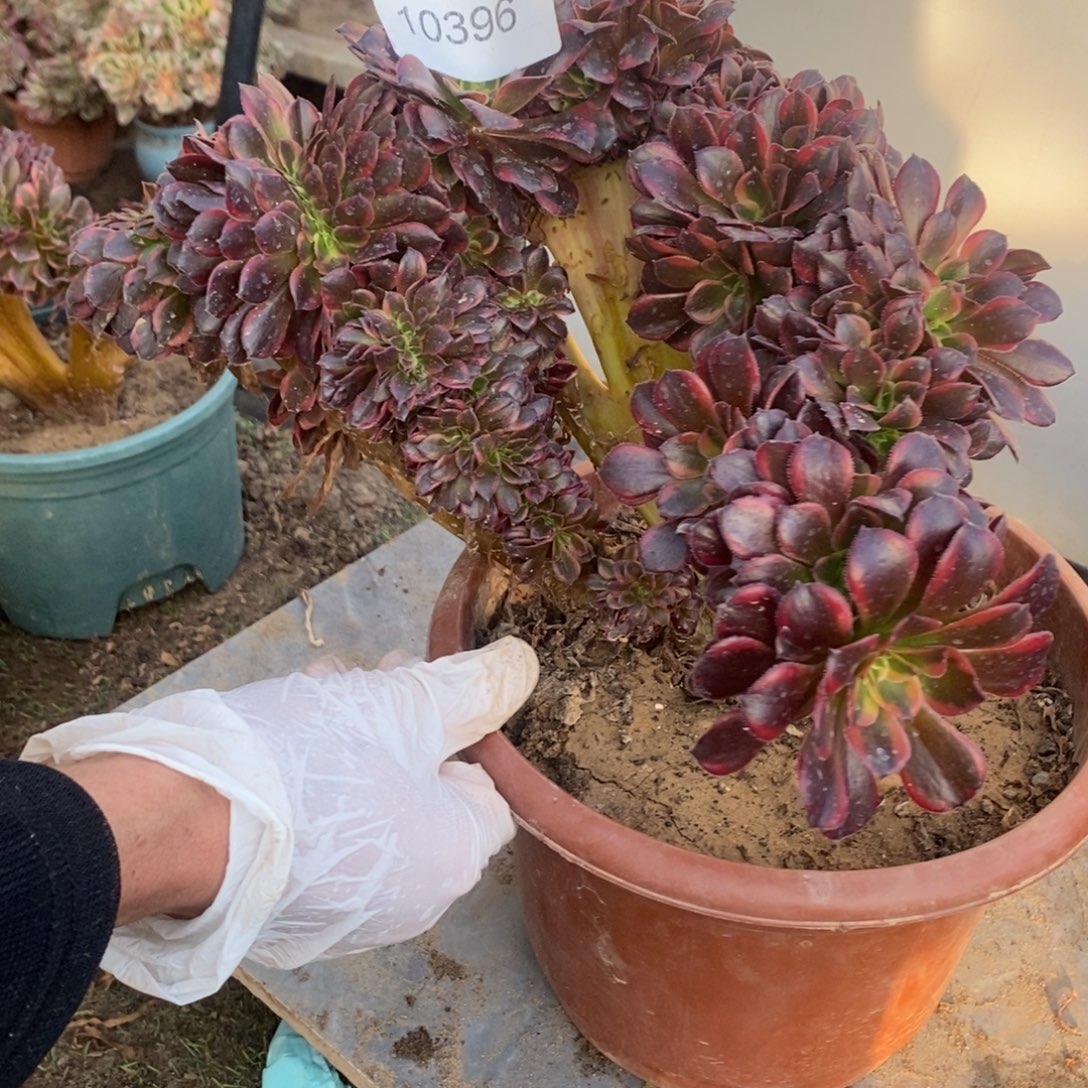 清****水果糖缀化1颗多肉10396号