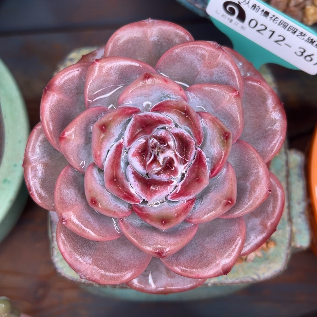 从前慢多肉精选编号0212.367