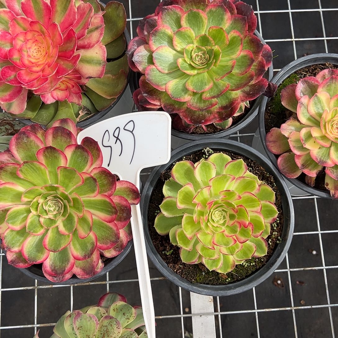 精品多肉植物999组合