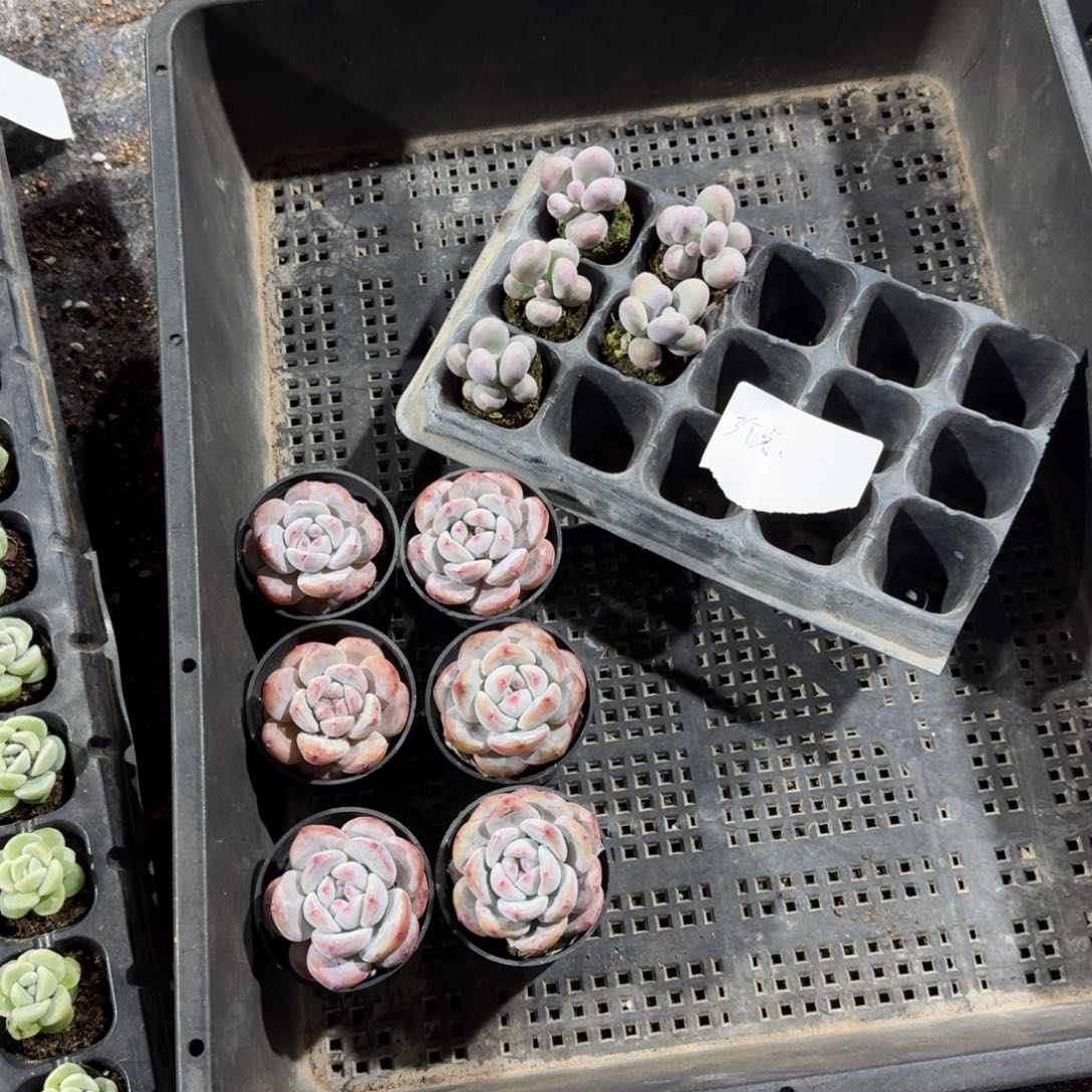 三个点一物一拍专拍