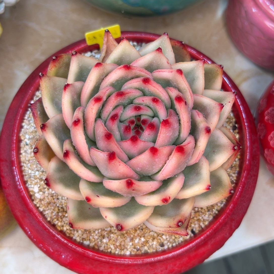 多肉一物一拍0215-锦