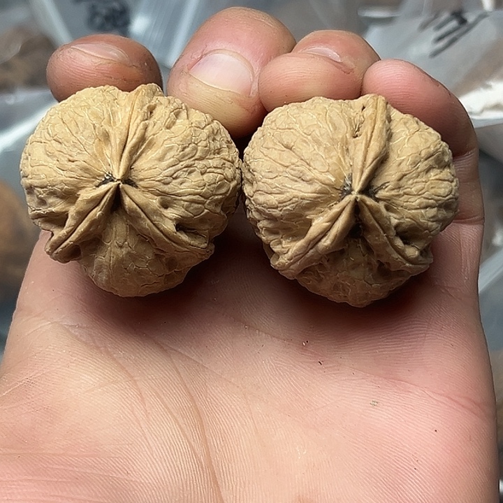 核桃84号人奔三楞38尺