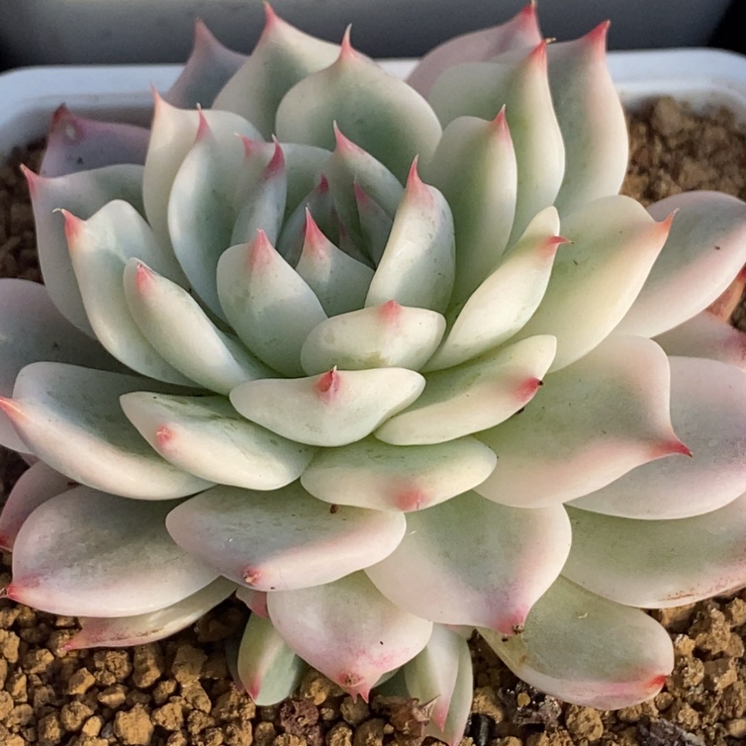 760吉娃锦大头带侧芽