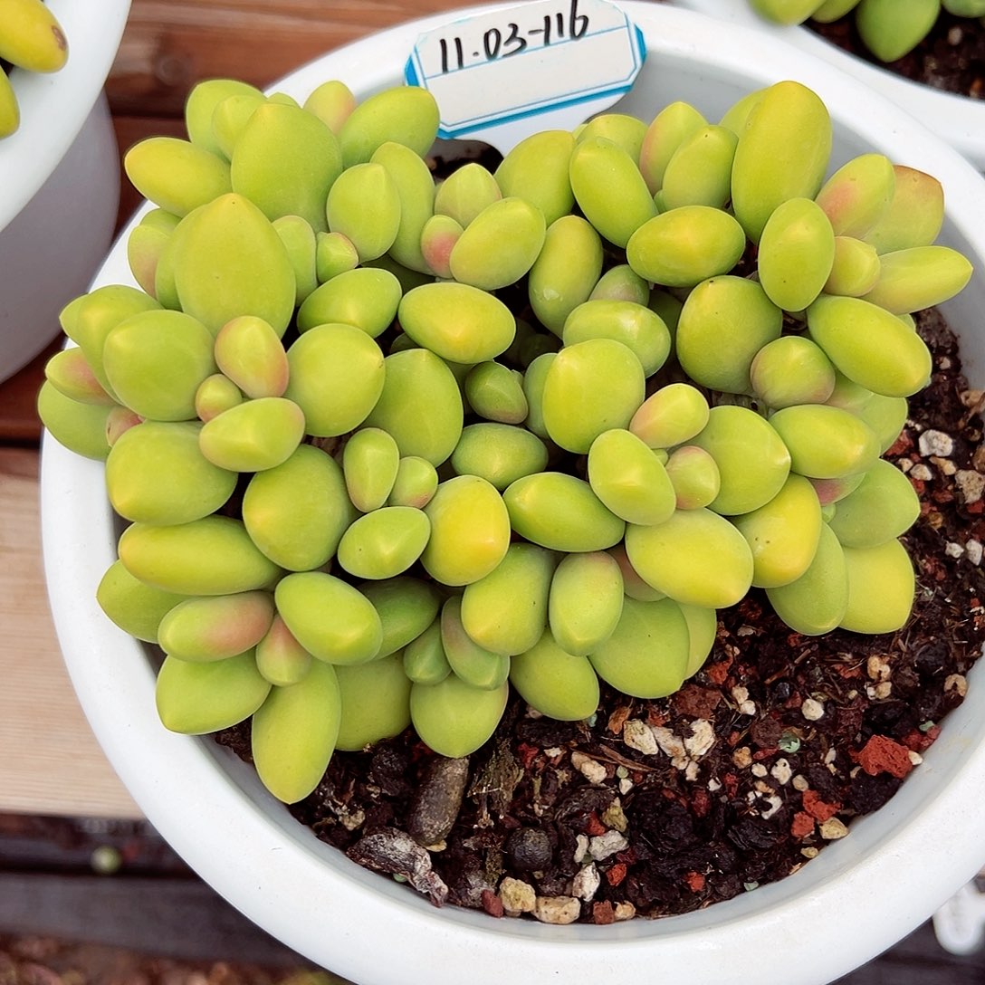 林***.1103-116天花板芒果奶群