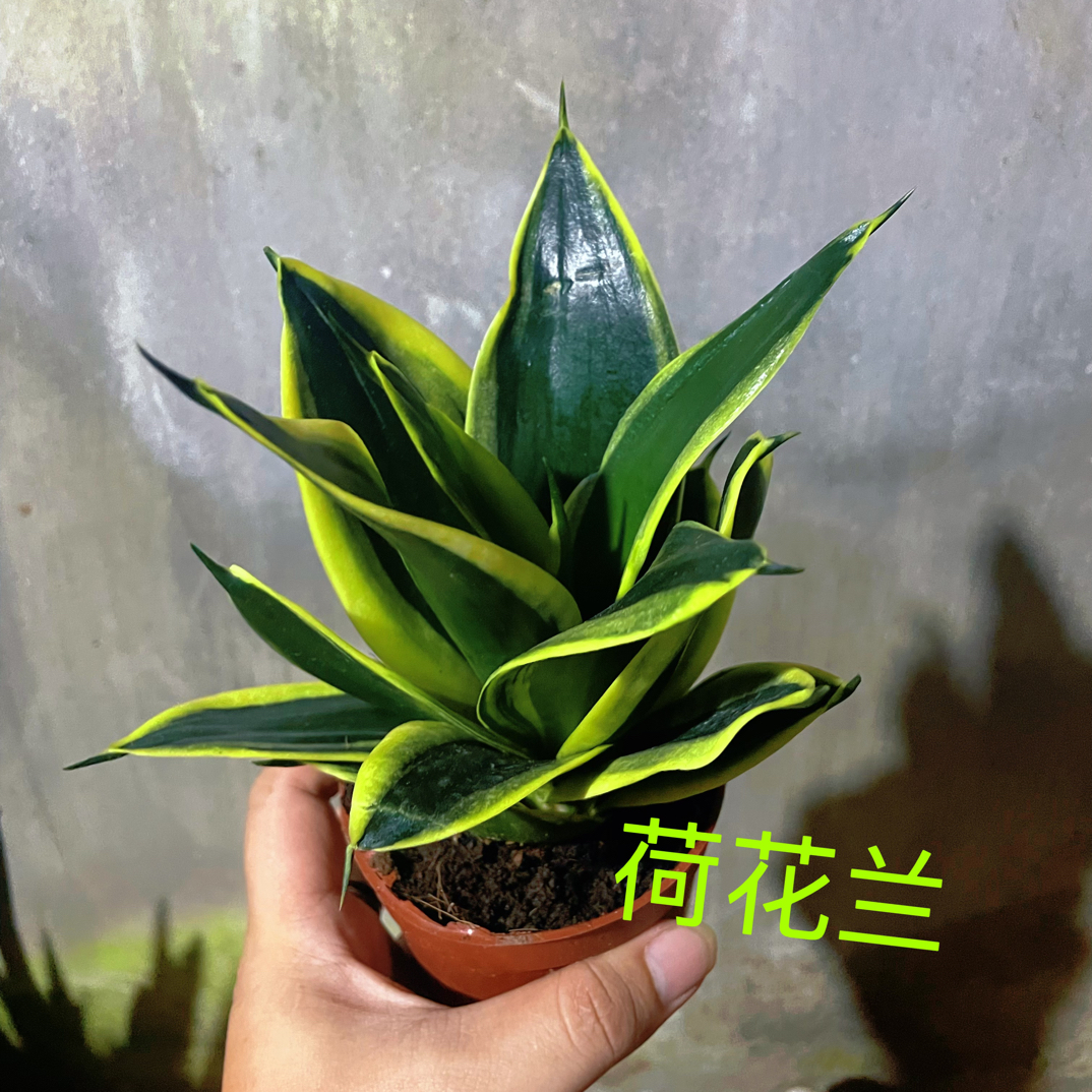 荷花兰虎皮兰室内小盆栽净化空气吸甲醛绿植