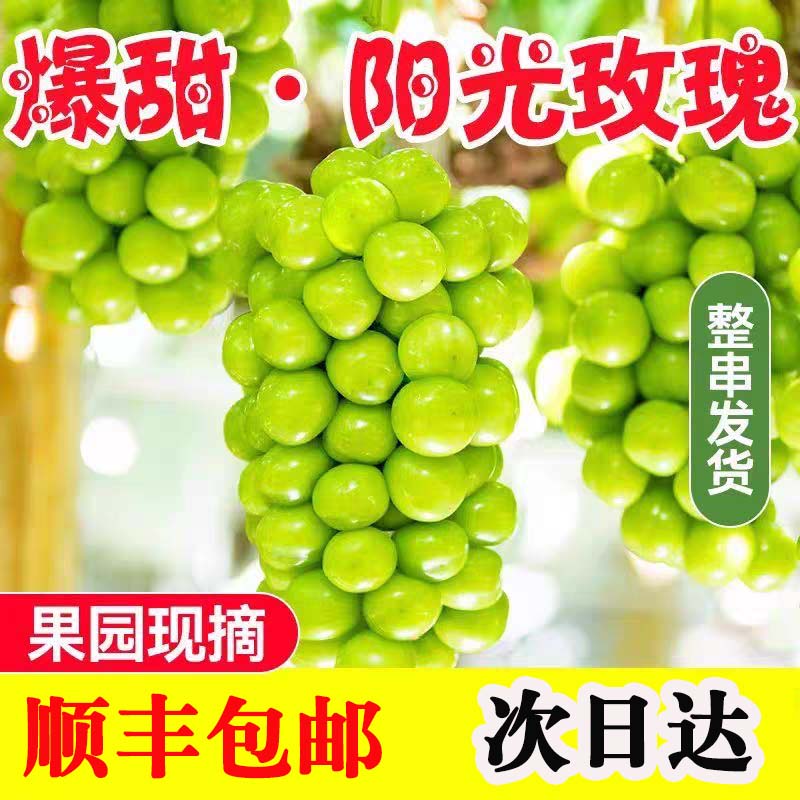 【顺丰包邮】8-15g规格 正宗阳光玫瑰 新鲜水果 晴王无籽 应季水果 葡萄青提 孕妇孩子水果 现采现摘辽宁省