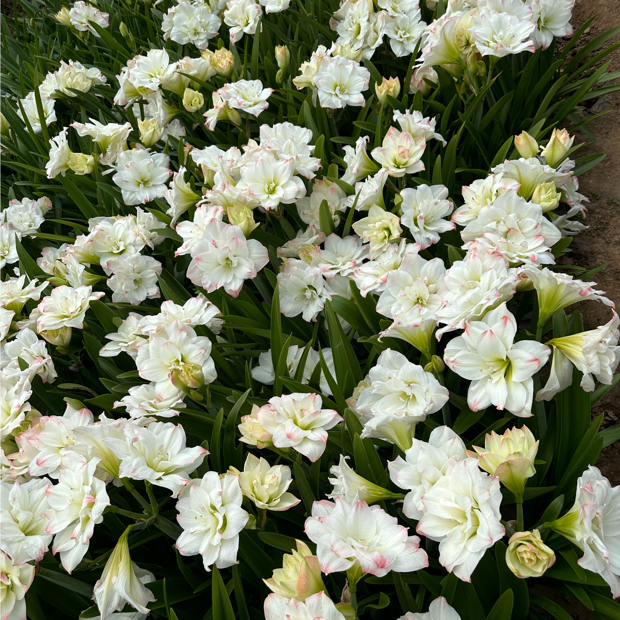 糖果黛丝-朱顶红种球室内栽种阳台盆栽花卉