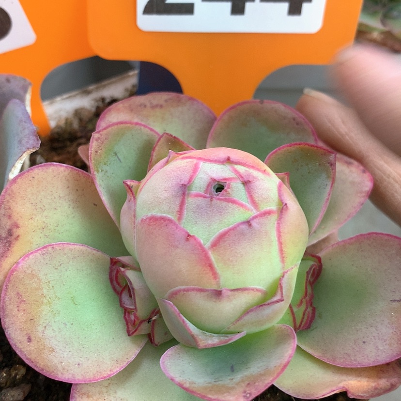 【闪购商品】yjj244