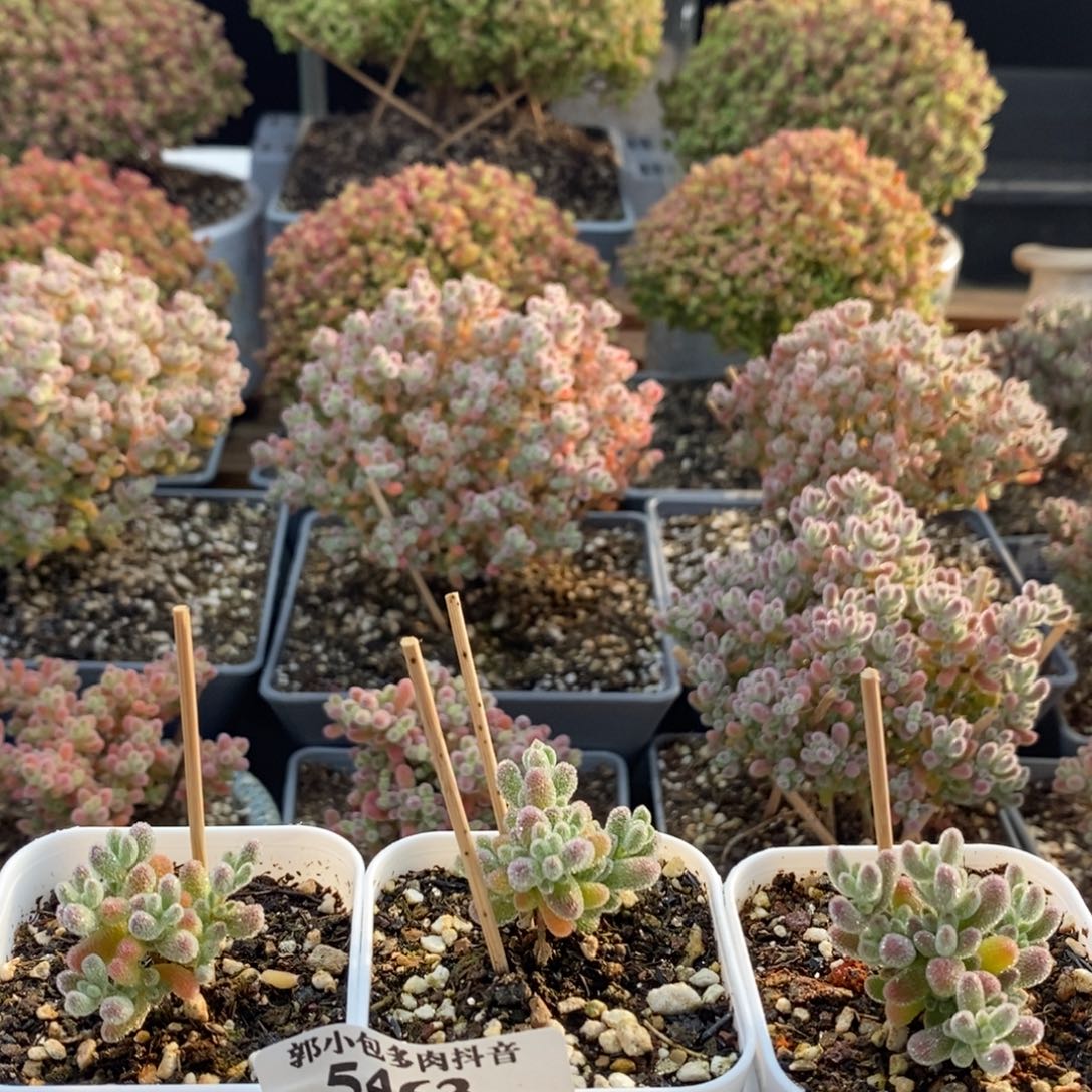 君****✨优选冰晶5463枝干番杏