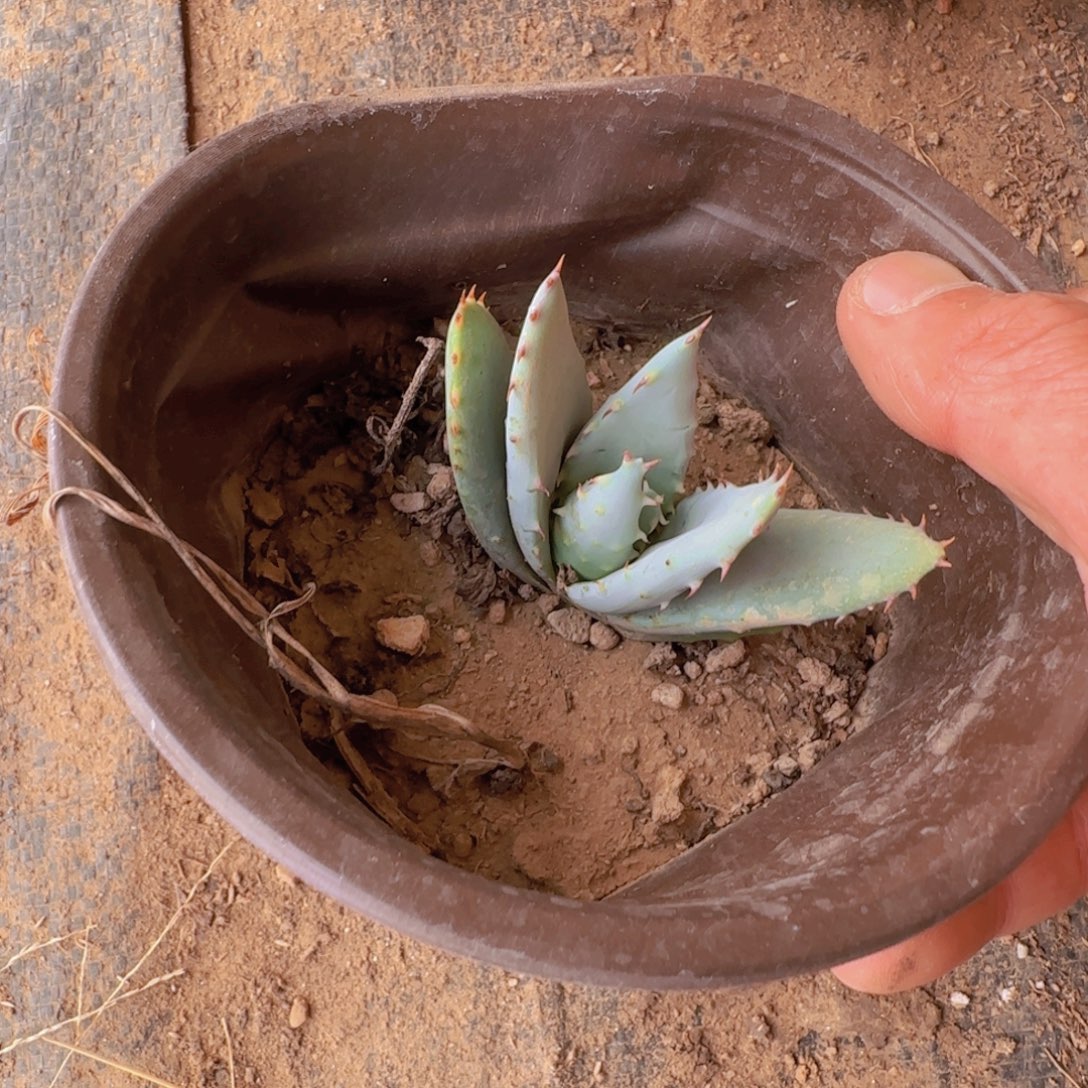 ****༥块根植物块根植物