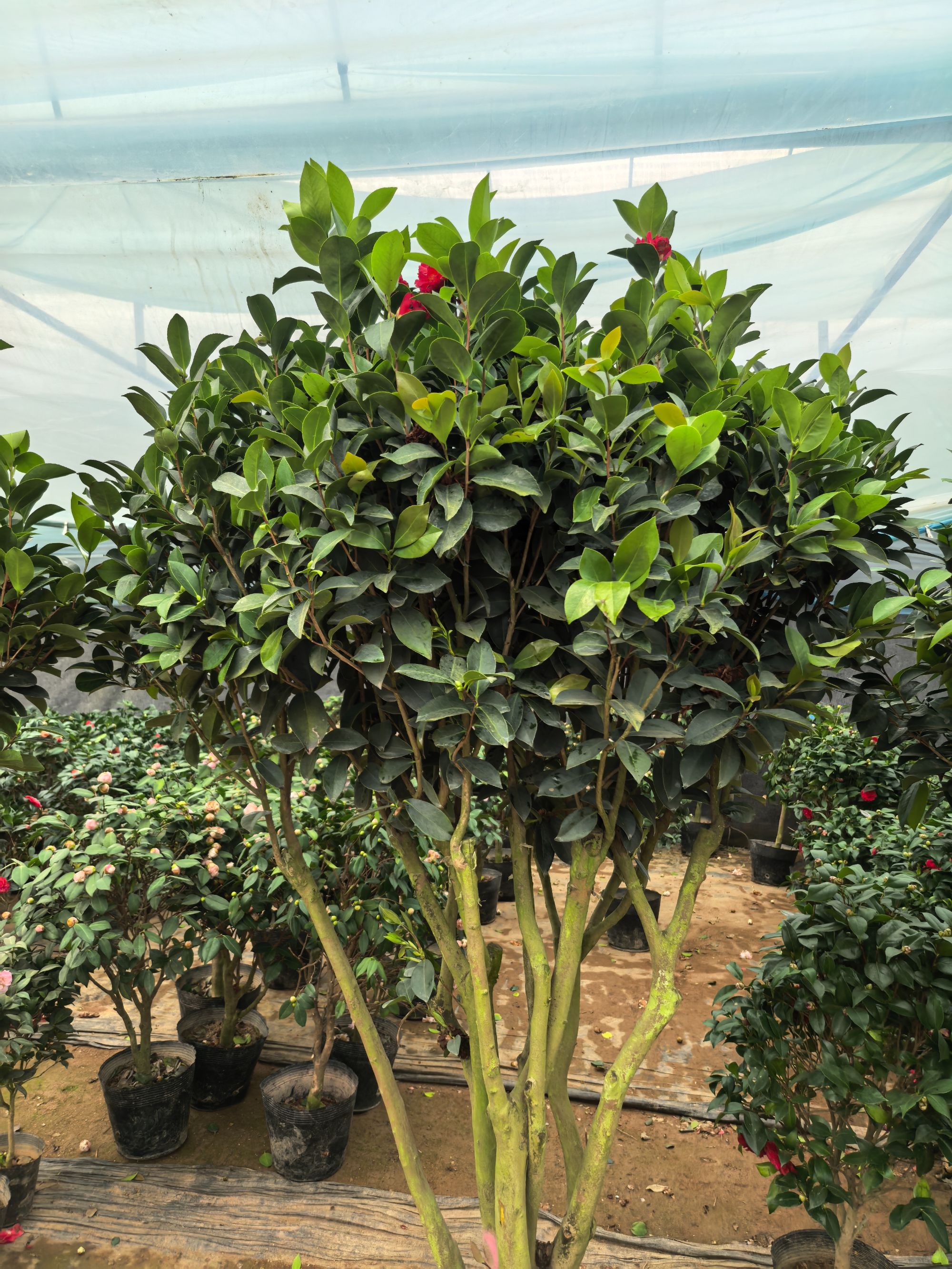 四季橘子常青庭院种植耐寒耐高温大红色带花苞好养易成活山茶花