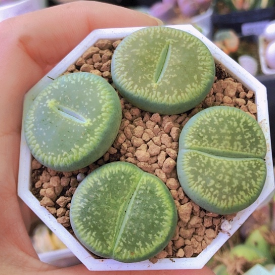 无花朵0697，2.7厘米左右绿光阳