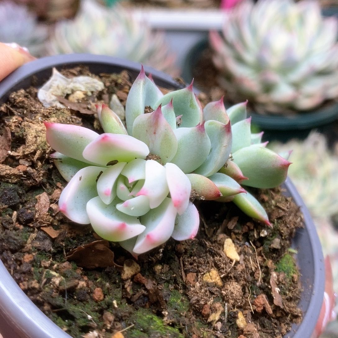 134覆轮锦锦锦锦锦锦