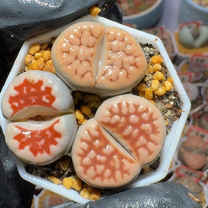 生石花2:：，星。 57号