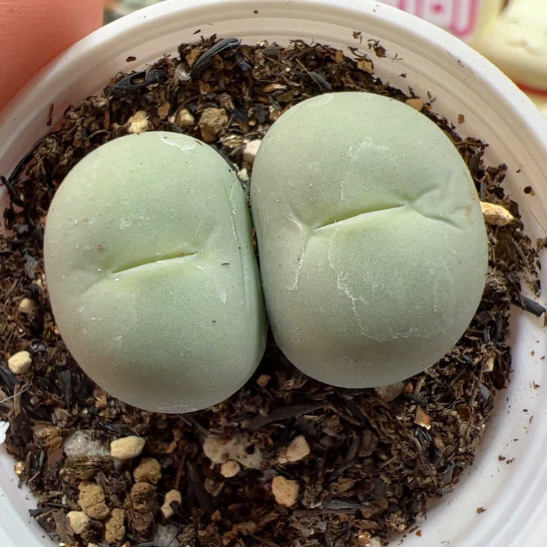 【闪购商品】226 鸽子蛋