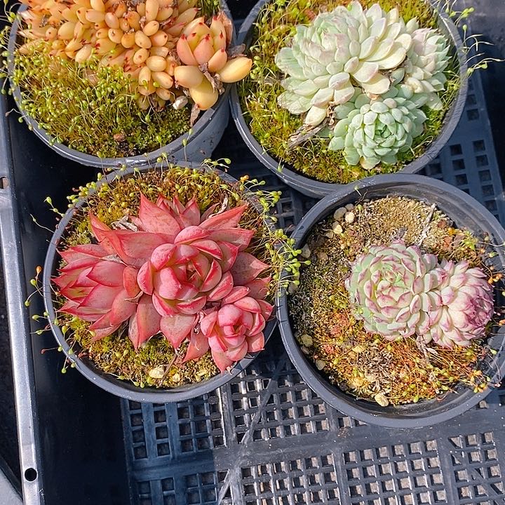 222 多肉植物组合盆栽植物
