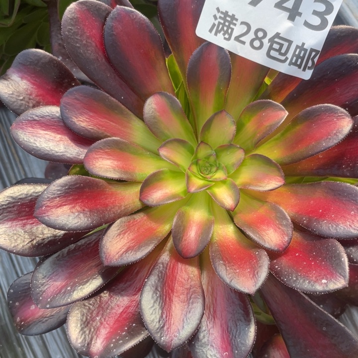 咖*豆2743一号棚夕阳多肉M