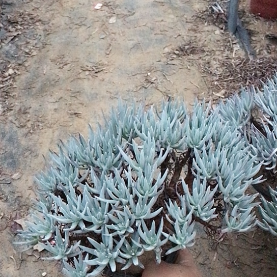 仙女杯多肉植物多肉12